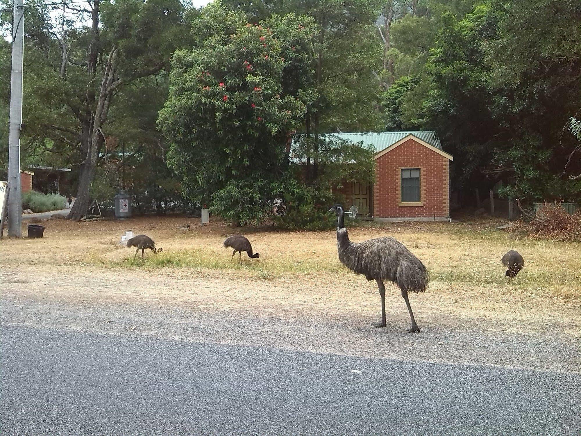 Heatherlie Cottages Halls Gap Dış mekan fotoğraf